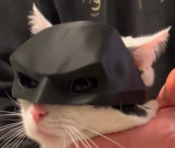 Batman Cat!